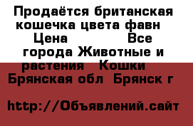 Продаётся британская кошечка цвета фавн › Цена ­ 10 000 - Все города Животные и растения » Кошки   . Брянская обл.,Брянск г.